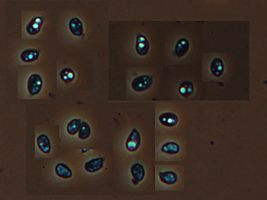 Altra crosta bianca-10 febbr.-(Phanerochaete tubercolata)